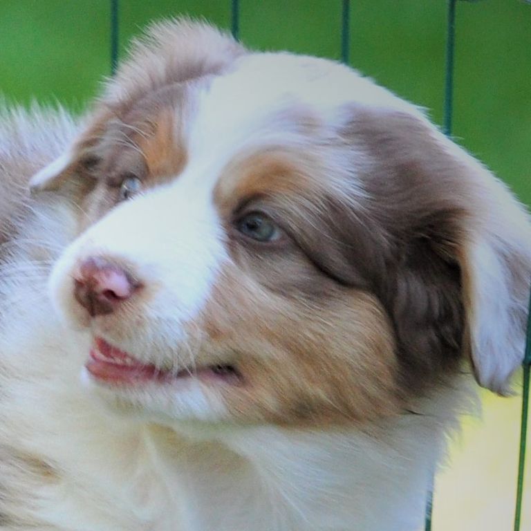 1. Molly-Baby Australian Shepherd