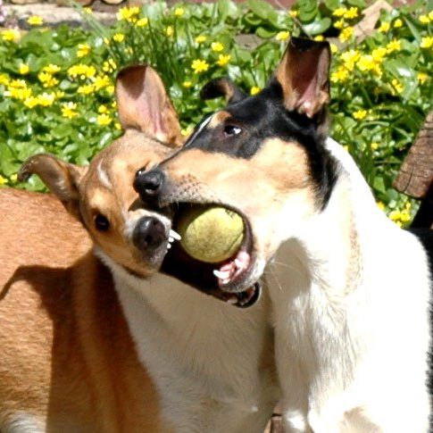2. spielende Kurzhaarcollies - Jenny & Lara